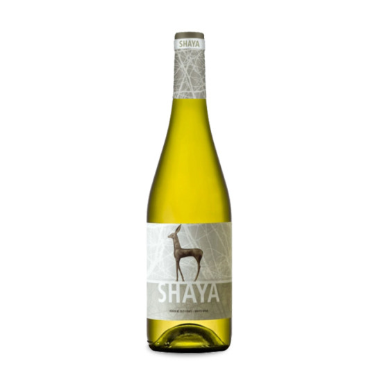 Shaya Verdejo 2024